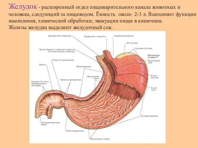 Желудок - расширенный отдел пищеварительного канала животных и человека, следующий за пищеводом.