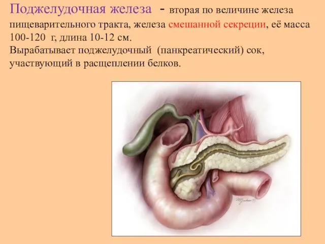 Поджелудочная железа - вторая по величине железа пищеварительного тракта, железа смешанной секреции,