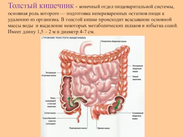 Толстый кишечник - конечный отдел пищеварительной системы, основная роль которого — подготовка