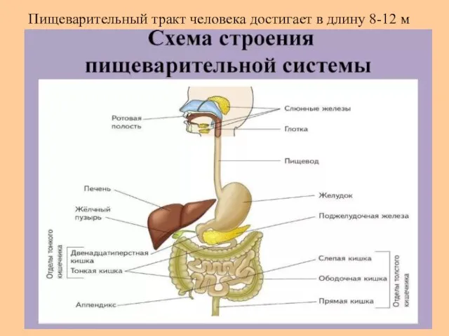 Пищеварительный тракт человека достигает в длину 8-12 м