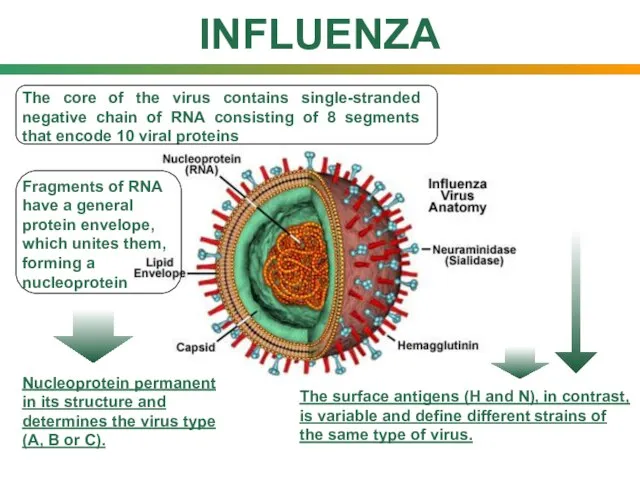 INFLUENZA The core of the virus contains single-stranded negative chain of RNA