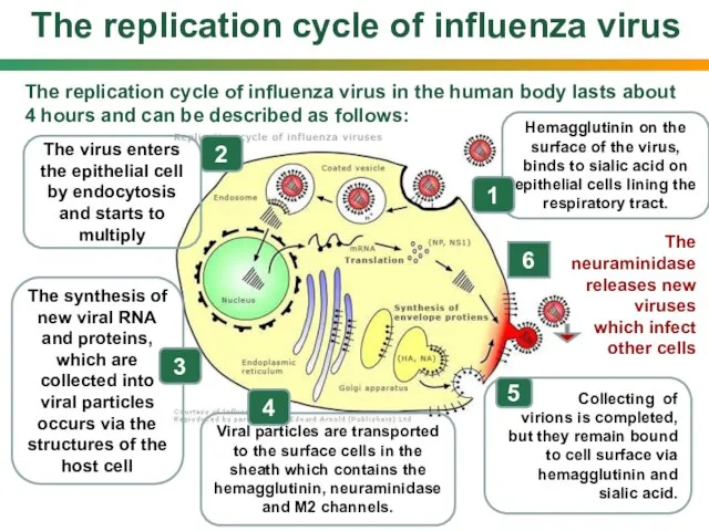 The replication cycle of influenza virus The replication cycle of influenza virus