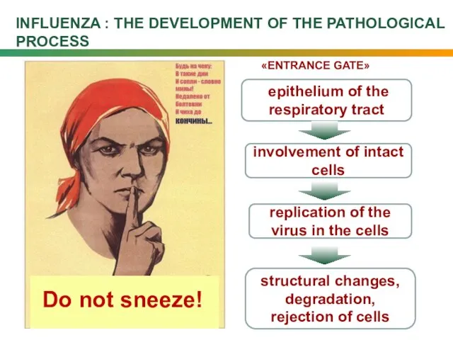 INFLUENZA : THE DEVELOPMENT OF THE PATHOLOGICAL PROCESS epithelium of the respiratory