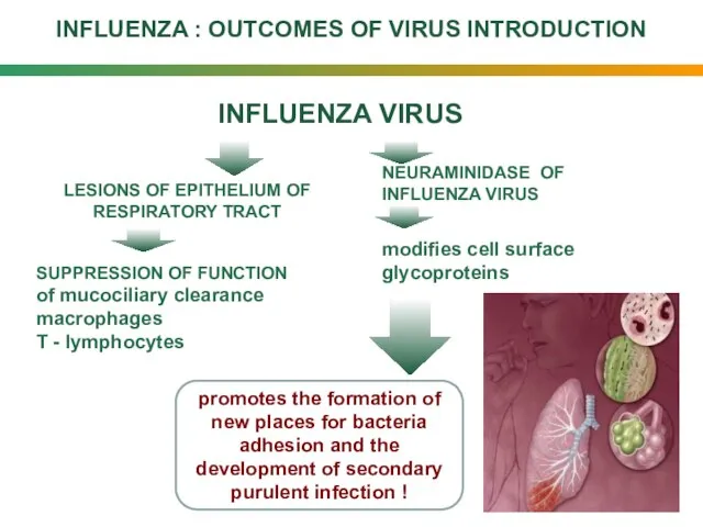 INFLUENZA : OUTCOMES OF VIRUS INTRODUCTION LESIONS OF EPITHELIUM OF RESPIRATORY TRACT