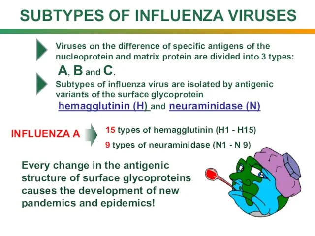 SUBTYPES OF INFLUENZA VIRUSES INFLUENZA А 15 types of hemagglutinin (H1 -