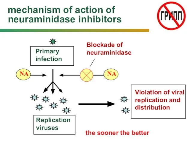 mechanism of action of neuraminidase inhibitors Primary infection Replication viruses Blockade of