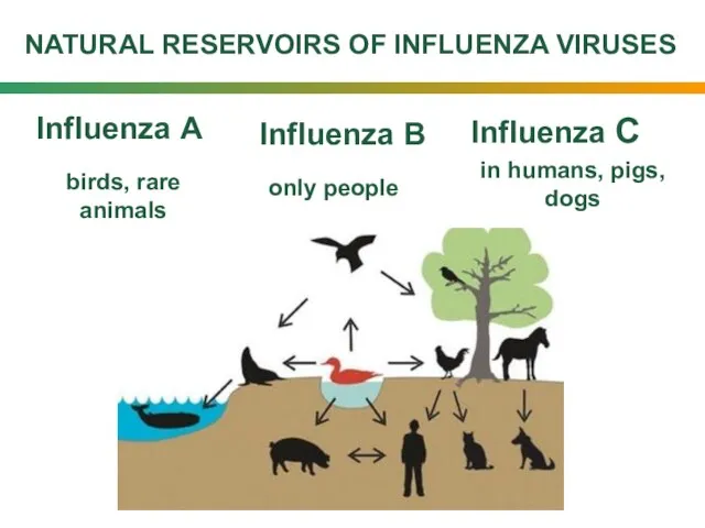 NATURAL RESERVOIRS OF INFLUENZA VIRUSES Influenza А Influenza В Influenza С birds,