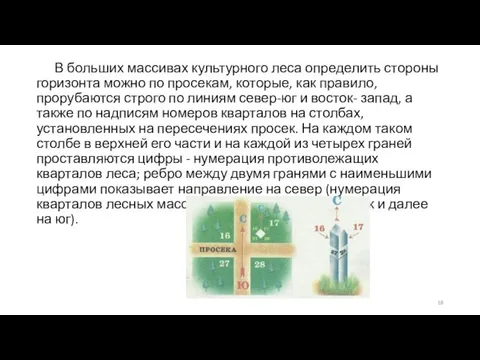 В больших массивах культурного леса определить стороны горизонта можно по просекам, которые,