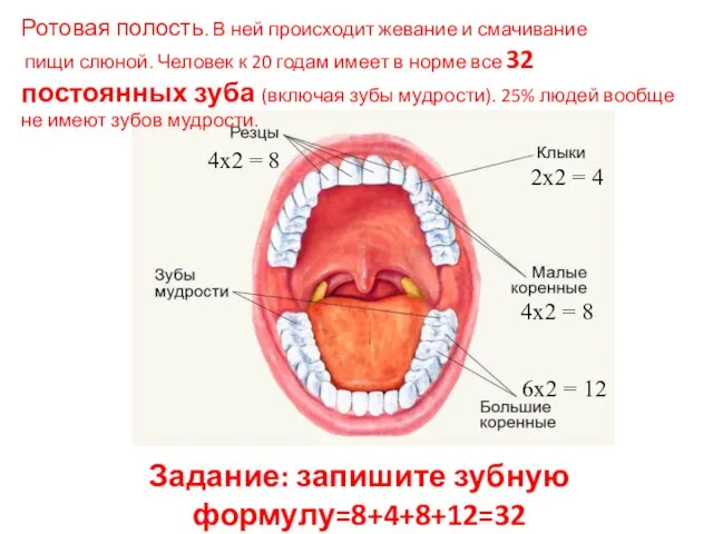 Задание: запишите зубную формулу=8+4+8+12=32 Ротовая полость. В ней происходит жевание и смачивание