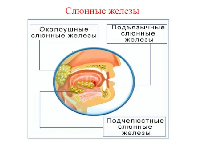 Слюнные железы