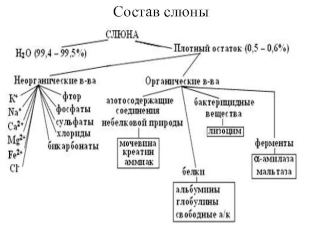 Состав слюны