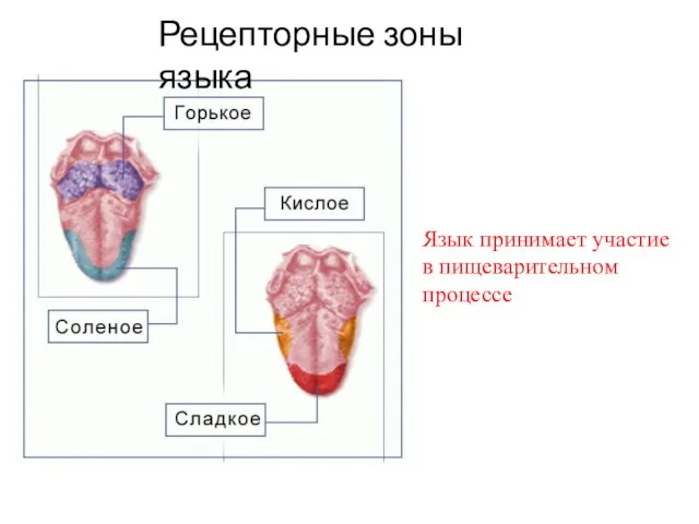 Рецепторные зоны языка Язык принимает участие в пищеварительном процессе