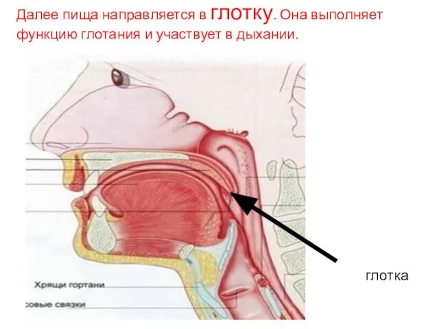 Далее пища направляется в глотку. Она выполняет функцию глотания и участвует в дыхании. глотка