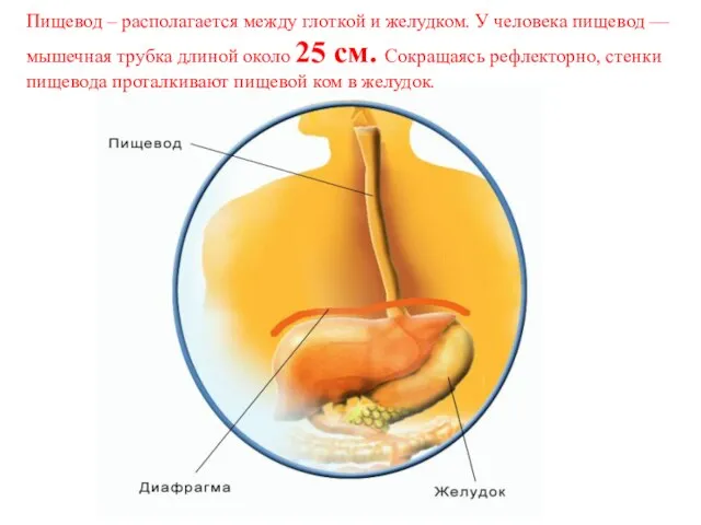 Пищевод – располагается между глоткой и желудком. У человека пищевод — мышечная