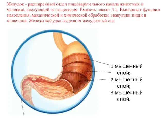 Желудок - расширенный отдел пищеварительного канала животных и человека, следующий за пищеводом.