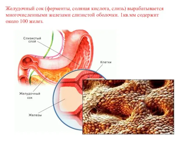 Желудочный сок (ферменты, соляная кислота, слизь) вырабатывается многочисленными железами слизистой оболочки. 1кв.мм содержит около 100 желез.