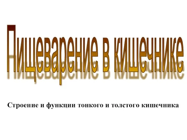 Строение и функции тонкого и толстого кишечника Пищеварение в кишечнике