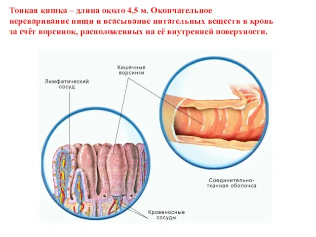 Тонкая кишка – длина около 4,5 м. Окончательное переваривание пищи и всасывание