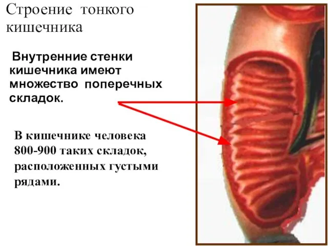 Строение тонкого кишечника Внутренние стенки кишечника имеют множество поперечных складок. В кишечнике