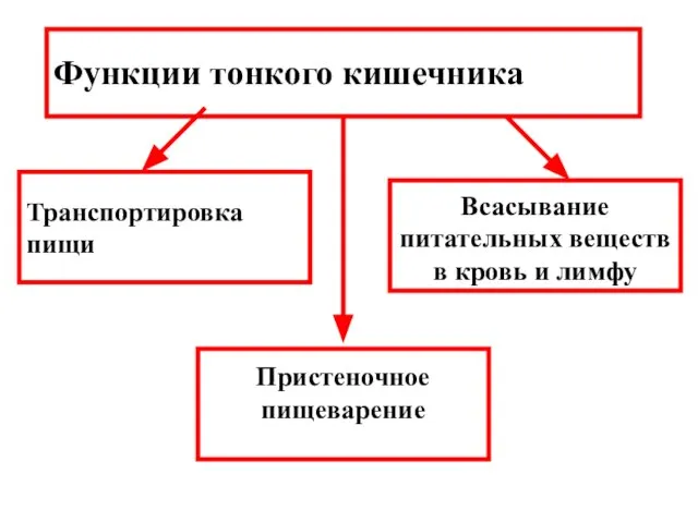 Функции тонкого кишечника