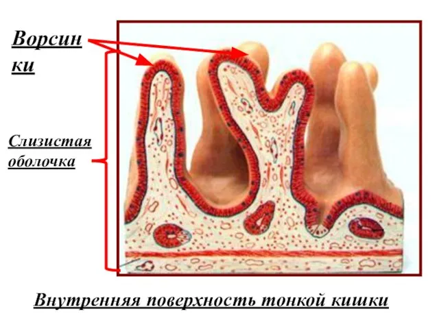 Внутренняя поверхность тонкой кишки Ворсинки Слизистая оболочка