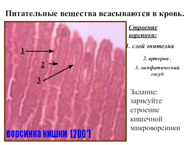 Строение ворсинки: . слой эпителия Питательные вещества всасываются в кровь. 2. артерии