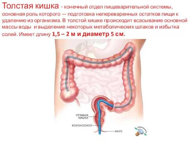 Толстая кишка - конечный отдел пищеварительной системы, основная роль которого — подготовка