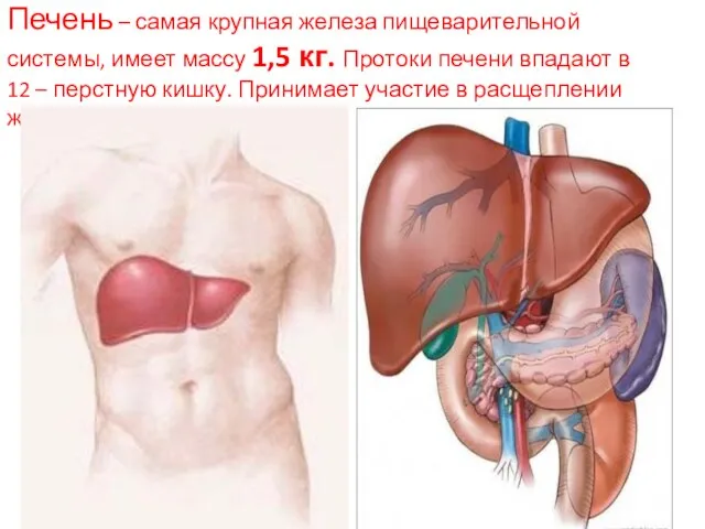 Печень – самая крупная железа пищеварительной системы, имеет массу 1,5 кг. Протоки