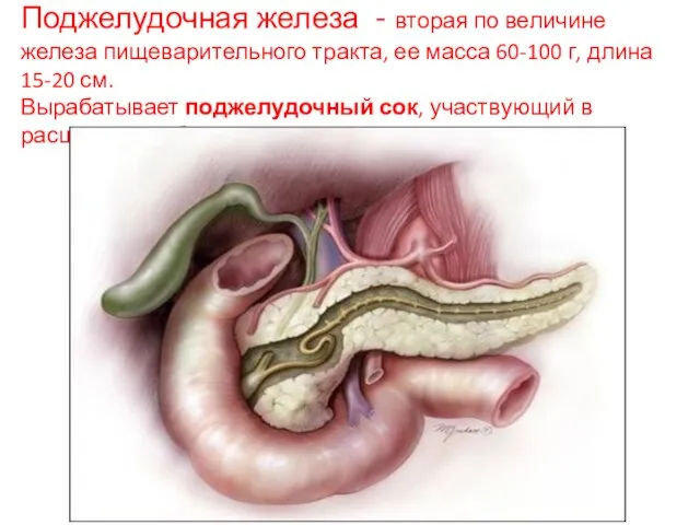 Поджелудочная железа - вторая по величине железа пищеварительного тракта, ее масса 60-100