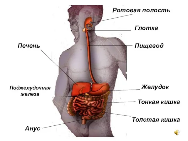 Ротовая полость Глотка Пищевод Желудок Тонкая кишка Толстая кишка Анус Печень Поджелудочная железа