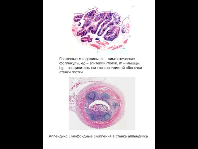 Глоточные миндалины. nl – лимфатические фолликулы, ер – эпителий глотки, m –