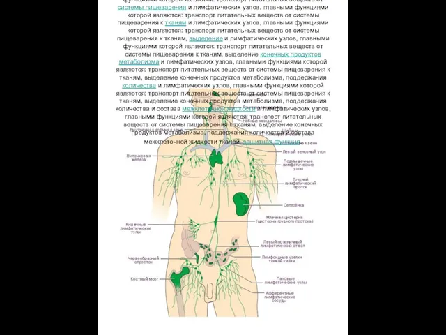 ЛИМФАТИЧЕСКАЯ СИСТЕМА (Лат.: lympha - чистая вода, влага, 1673; греч.: σΰστημα -