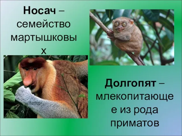 Носач – семейство мартышковых Долгопят – млекопитающее из рода приматов