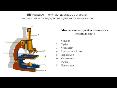 Микроскоп который увеличивает с помощью света Окуляр Тубус Объектив Предметный стол Зеркальце