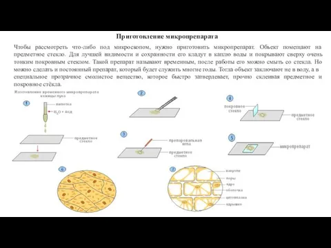 Приготовление микропрепарата Чтобы рассмотреть что-либо под микроскопом, нужно приготовить микропрепарат. Объект помещают