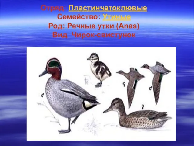 Отряд: Пластинчатоклювые Семейство: Утиные Род: Речные утки (Anas) Вид Чирок-свистунок