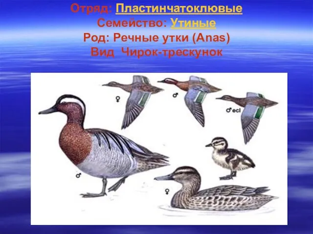 Отряд: Пластинчатоклювые Семейство: Утиные Род: Речные утки (Anas) Вид Чирок-трескунок