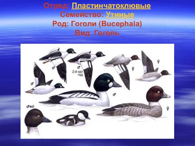 Отряд: Пластинчатоклювые Семейство: Утиные Род: Гоголи (Bucephala) Вид Гоголь