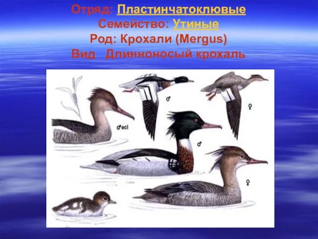 Отряд: Пластинчатоклювые Семейство: Утиные Род: Крохали (Mergus) Вид Длинноносый крохаль