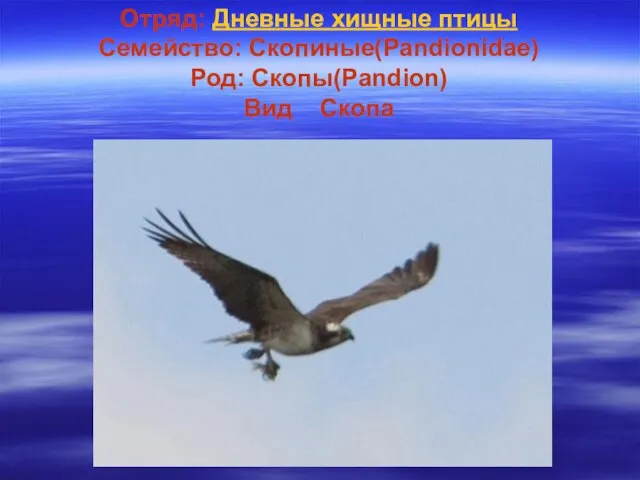 Отряд: Дневные хищные птицы Семейство: Скопиные(Pandionidae) Род: Скопы(Pandion) Вид Скопа