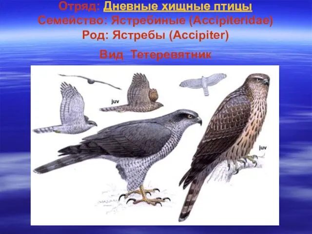 Отряд: Дневные хищные птицы Семейство: Ястребиные (Accipiteridae) Род: Ястребы (Accipiter) Вид Тетеревятник