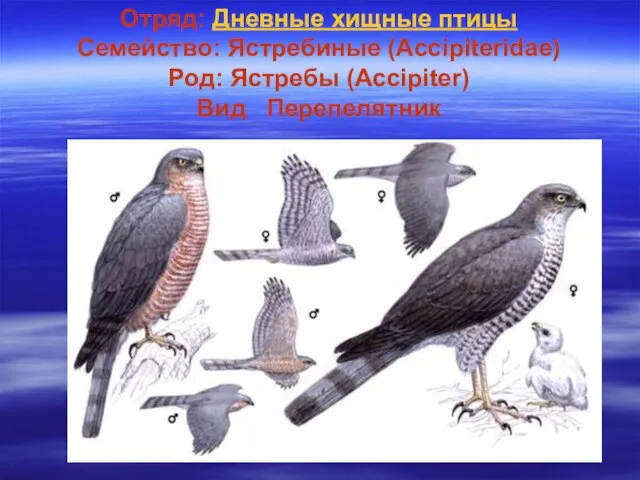 Отряд: Дневные хищные птицы Семейство: Ястребиные (Accipiteridae) Род: Ястребы (Accipiter) Вид Перепелятник