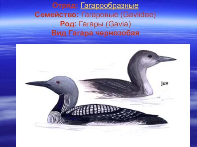 Отряд: Гагарообразные Семейство: Гагаровые (Gaviidae) Род: Гагары (Gavia) Вид Гагара чернозобая