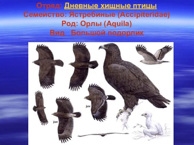 Отряд: Дневные хищные птицы Семейство: Ястребиные (Accipiteridae) Род: Орлы (Aquila) Вид Большой подорлик