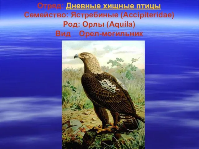 Отряд: Дневные хищные птицы Семейство: Ястребиные (Accipiteridae) Род: Орлы (Aquila) Вид Орел-могильник