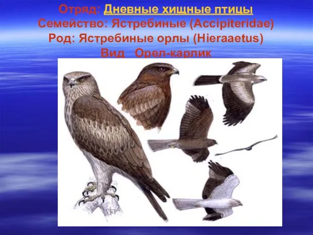 Отряд: Дневные хищные птицы Семейство: Ястребиные (Accipiteridae) Род: Ястребиные орлы (Hieraaetus) Вид Орел-карлик