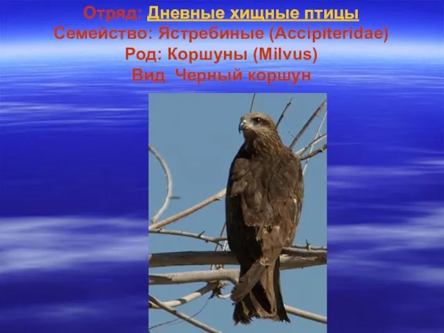 Отряд: Дневные хищные птицы Семейство: Ястребиные (Accipiteridae) Род: Коршуны (Milvus) Вид Черный коршун