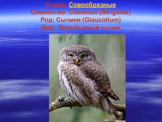 Отряд: Совообразные Семейство: Совиные (Strigidae) Род: Сычики (Glaucidium) Вид Воробьиный сычик