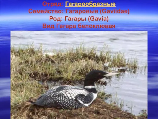 Отряд: Гагарообразные Семейство: Гагаровые (Gaviidae) Род: Гагары (Gavia) Вид Гагара белоклювая