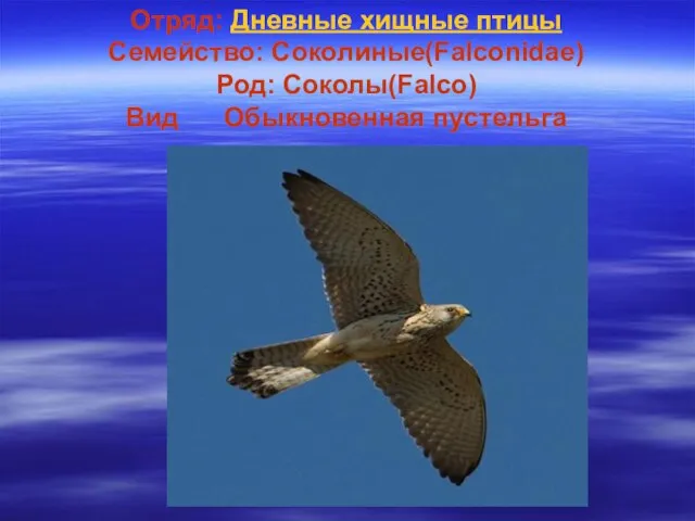 Отряд: Дневные хищные птицы Семейство: Соколиные(Falconidae) Род: Соколы(Falco) Вид Обыкновенная пустельга